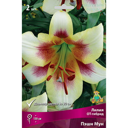 ������ ������ ����� ��-������ ���� ��� (2 ��.)   ����