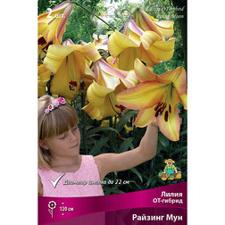 ������ ������ ����� ��-������ ������� ��� (2 ��.)   ����