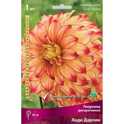 ������ ������ �������� ������������ ���� ������ (1 ��.)   ����