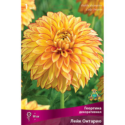 ������ ������ �������� ������������ ���� ������� (1 ��.)   ����