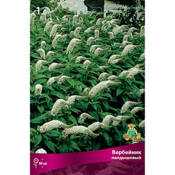 ������ ������ ��������� ����������   ����