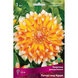 ������ ������ �������� ������������ ����� ��� ���� (1 ��.)   ����