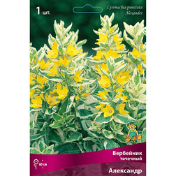 ������ ������ ��������� �������� ���������   ����