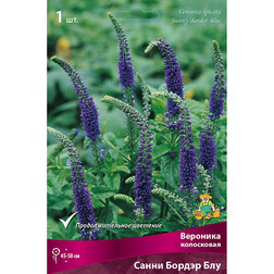 ������ ������ �������� ���������� ����� ������ ���   ����