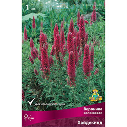 ������ ������ �������� ���������� ���������   ����