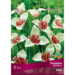 ������ ������ �������� �������� ���� (10 ��.)   ����