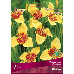 ������ ������ �������� �������� ������ (10 ��.)   ����