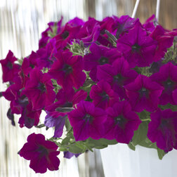 ������ ������ ������� ��������� �������� ����� (1��-1000��)   ����