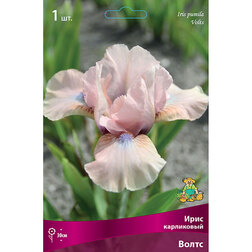 ������ ������ ���� ���������� �����   ����