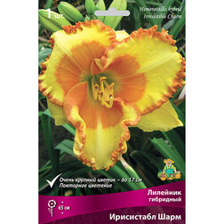 ������ ������ �������� ��������� ���������� ���� *   ����