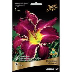 ������ ������ �������� ��������� ������ ��� *   ����