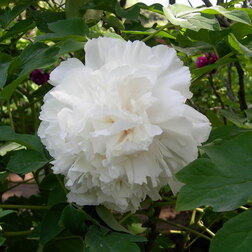 ������ ������ ���� ����������� ������ �� ������   ����