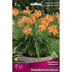 ������ ������ �������� ��������� ������������ �����   ����