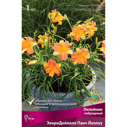 ������ ������ �������� ��������� ������������ ���� ������   ����