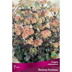 ������ ������ ����� ��������� ������ �������   ����