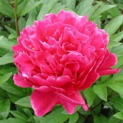 ������ ������ ���� ����������� �������� �'��   ����