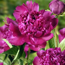 ������ ������ ���� ����������� ��� ���   ����