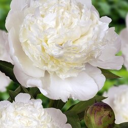 ������ ������ ����� ����������� ���� �� ����   ����