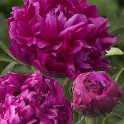 ������ ������ ����� ����������� ��������� ������   ����