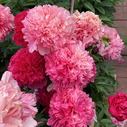 ������ ������ ���� ����������� ������� ����������   ����