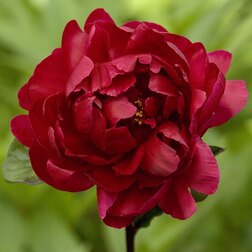 ������ ������ ����� ����������� ����� ������   ����