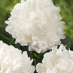 ������ ������ ����� ����������� ����� ���� ���   ����