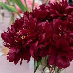 ������ ������ ���� ����������� �������   ����