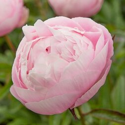 ������ ������ ���� ����������� ������ �������� �. ��������   ����