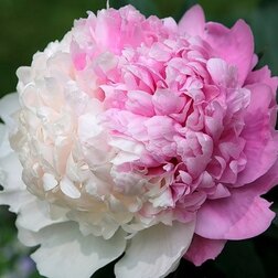 ������ ������ ����� ����������� ������ ��   ����