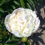 ������ ������ ����� ����������� ��� ���� ����������   ����