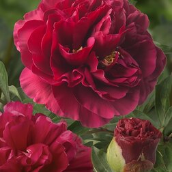 ������ ������ ���� ����������� �� �������   ����