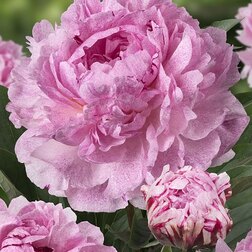 ������ ������ ���� ����������� ���� ������ ����   ����