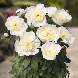 ������ ������ ����� ����������� (�����) ������   ����