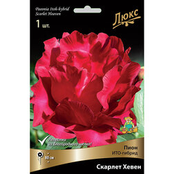 ������ ������ ����� ���-������ ������� ����� * (2-3 �����)   ����