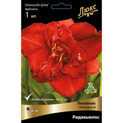 ������ ������ �������� ��������� ��������� *   ����