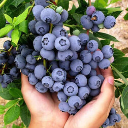 ������ ������ �������� ������������ ���   ����