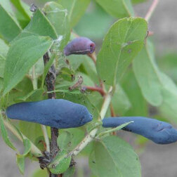 ������ ������ ������� ��������� ��������� (���������)   ����