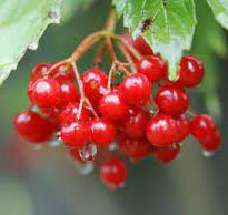 ������ ������ ������ ������� (������������) ������� ������   ����