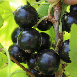 ������ ������ ��������� ������ �������   ����