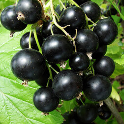 ������ ������ ��������� ������ ������������   ����