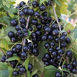 ������ ������ ��������� ������ ����������� �������   ����