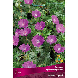 ������ ������ ������ �������-������� ���� ����   ����