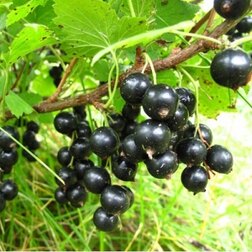 ������ ������ ��������� ������ �������������   ����