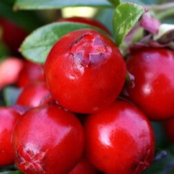 ������ ������ �������� ���� �����   ����