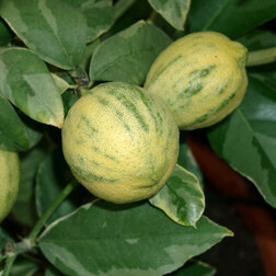 ������ ������ ������ ����� ���������   ����