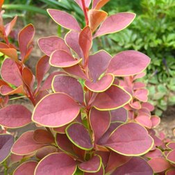 ������ ������ �������� �������� ������ ����   ����