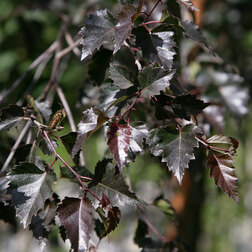 ������ ������ ����� �������� ��������   ����