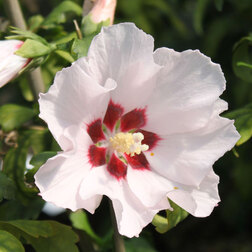 ������ ������ �������� ��������� ��������   ����