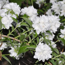 ������ ������ ������ ������� (��������) ����������   ����