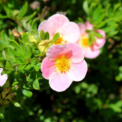 ������ ������ �������� ������������� (������ �����)   ����